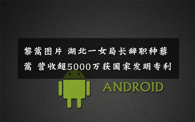 黎蒿图片 湖北一女局长辞职种藜蒿 营收超5000万获国家发明专利