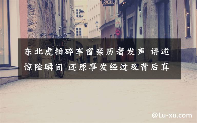 东北虎拍碎车窗亲历者发声 讲述惊险瞬间 还原事发经过及背后真相！