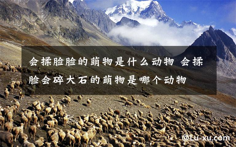 会揉脸脸的萌物是什么动物 会揉脸会碎大石的萌物是哪个动物
