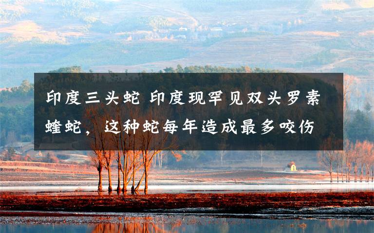 印度三头蛇 印度现罕见双头罗素蝰蛇，这种蛇每年造成最多咬伤人类事件