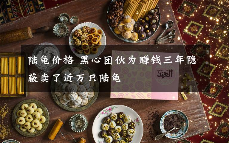 陆龟价格 黑心团伙为赚钱三年隐蔽卖了近万只陆龟