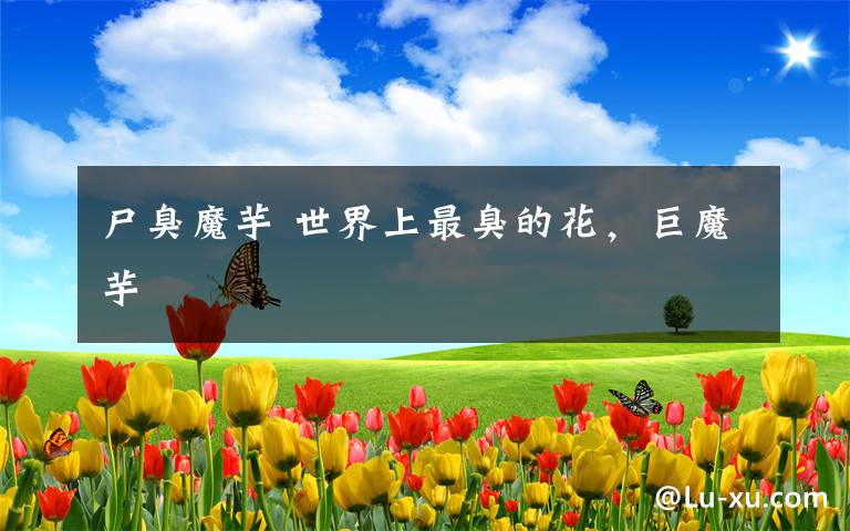 尸臭魔芋 世界上最臭的花，巨魔芋