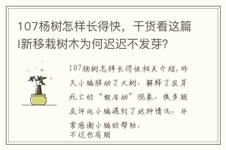 107杨树怎样长得快，干货看这篇!新移栽树木为何迟迟不发芽？