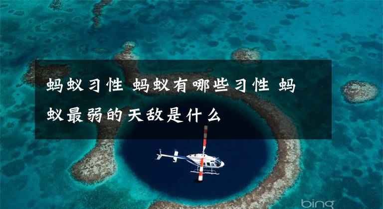 蚂蚁习性 蚂蚁有哪些习性 蚂蚁最弱的天敌是什么