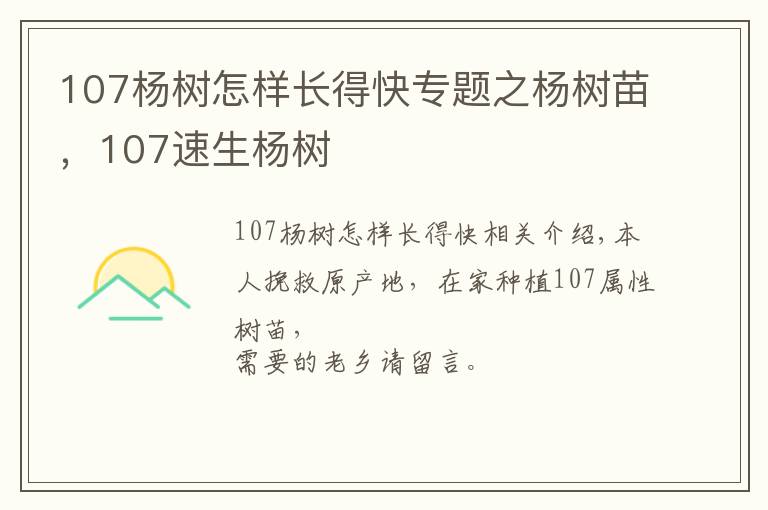 107杨树怎样长得快专题之杨树苗，107速生杨树