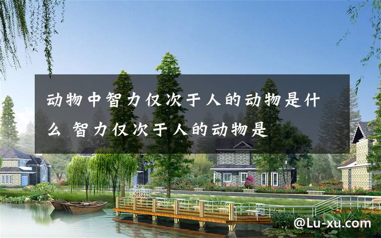 动物中智力仅次于人的动物是什么 智力仅次于人的动物是
