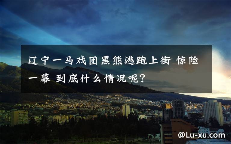 辽宁一马戏团黑熊逃跑上街 惊险一幕 到底什么情况呢？