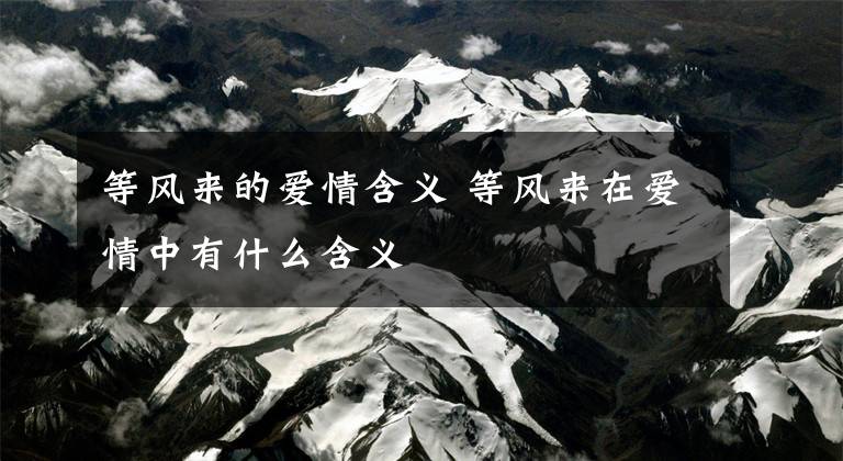 等风来的爱情含义 等风来在爱情中有什么含义