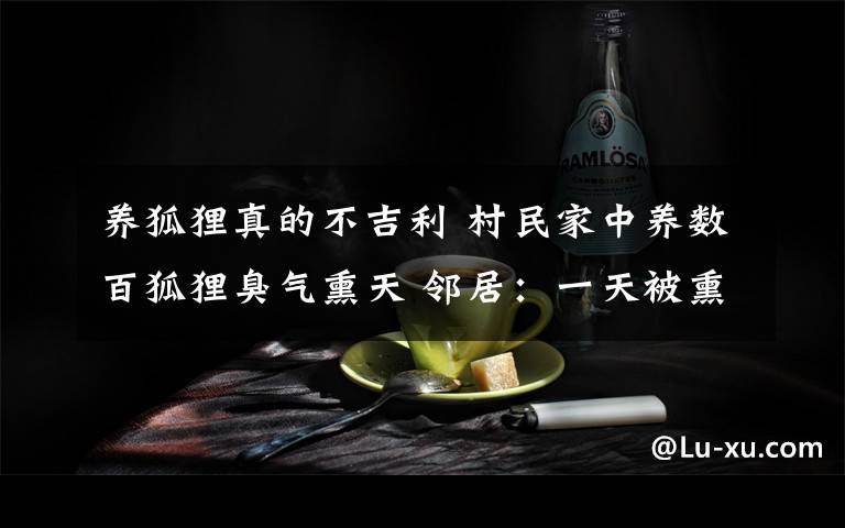 养狐狸真的不吉利 村民家中养数百狐狸臭气熏天 邻居：一天被熏吐好几回