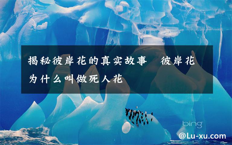 揭秘彼岸花的真实故事   彼岸花为什么叫做死人花
