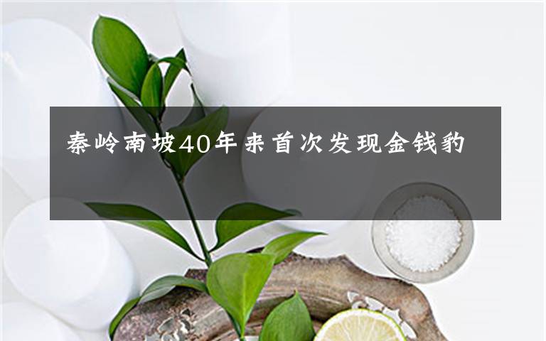 秦岭南坡40年来首次发现金钱豹