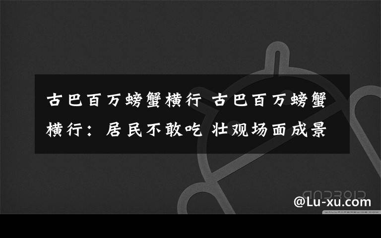 古巴百万螃蟹横行 古巴百万螃蟹横行：居民不敢吃 壮观场面成景点