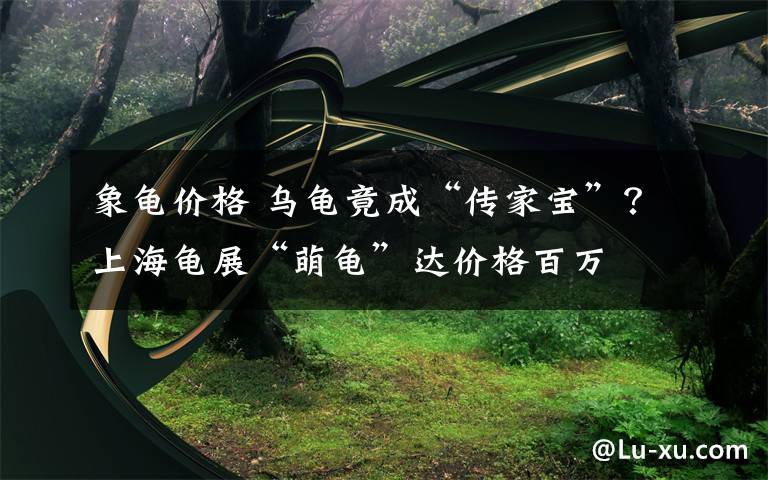 象龟价格 乌龟竟成“传家宝”？上海龟展“萌龟”达价格百万