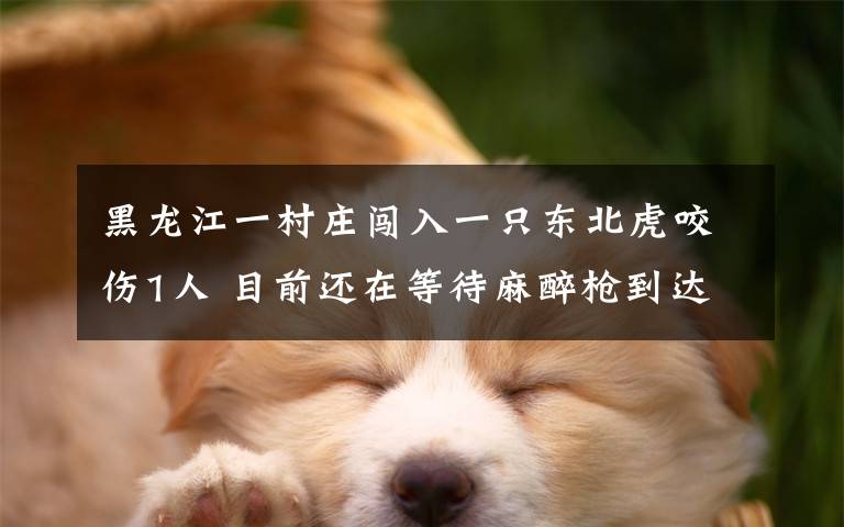 黑龙江一村庄闯入一只东北虎咬伤1人 目前还在等待麻醉枪到达现场 事情经过真相揭秘！