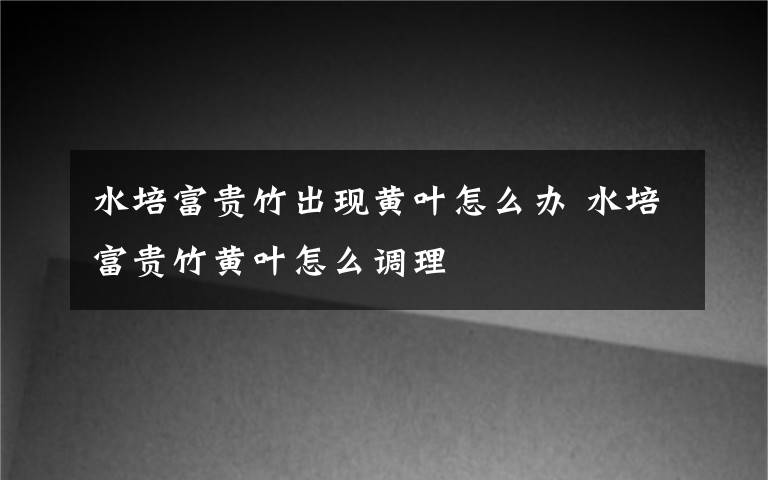 水培富贵竹出现黄叶怎么办 水培富贵竹黄叶怎么调理