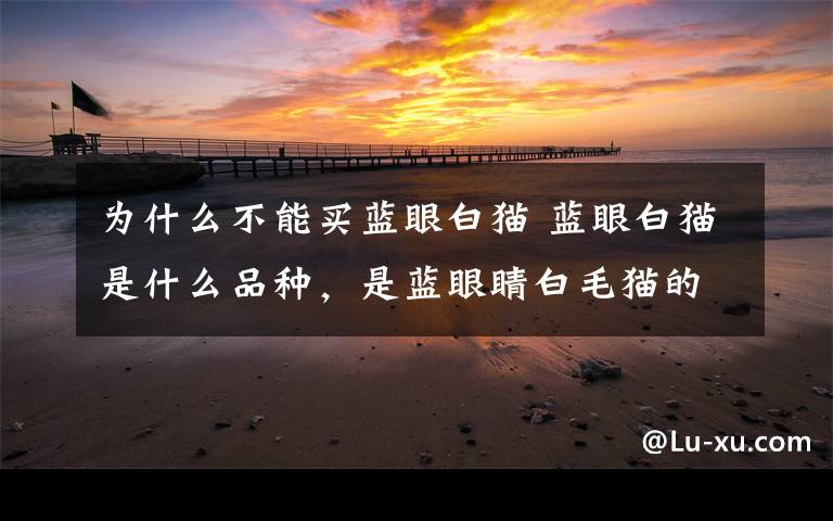 为什么不能买蓝眼白猫 蓝眼白猫是什么品种，是蓝眼睛白毛猫的统称