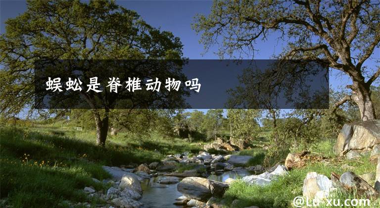 蜈蚣是脊椎动物吗