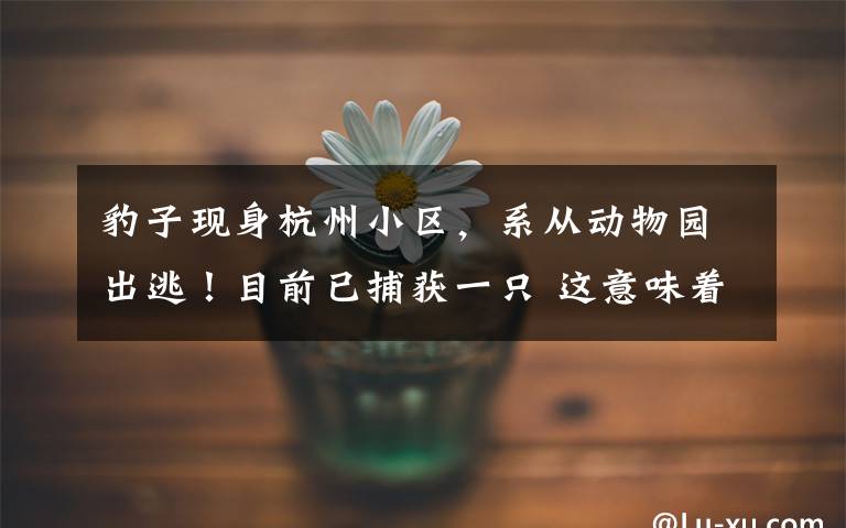 豹子现身杭州小区，系从动物园出逃！目前已捕获一只 这意味着什么?