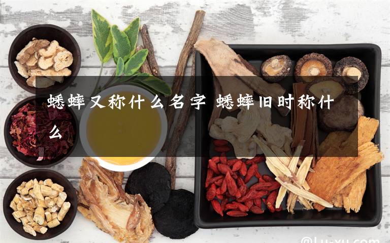 蟋蟀又称什么名字 蟋蟀旧时称什么