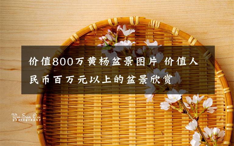 价值800万黄杨盆景图片 价值人民币百万元以上的盆景欣赏