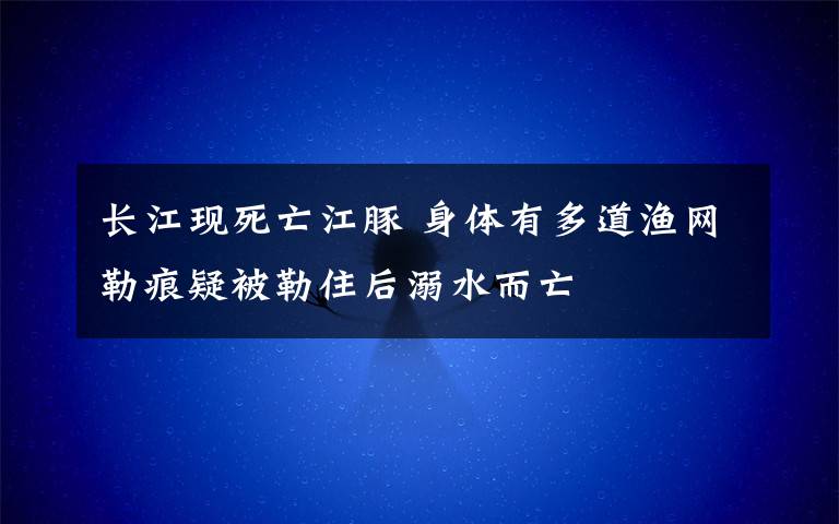 长江现死亡江豚 身体有多道渔网勒痕疑被勒住后溺水而亡