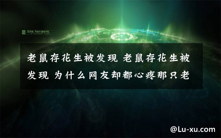 老鼠存花生被发现 老鼠存花生被发现 为什么网友却都心疼那只老鼠？（图）
