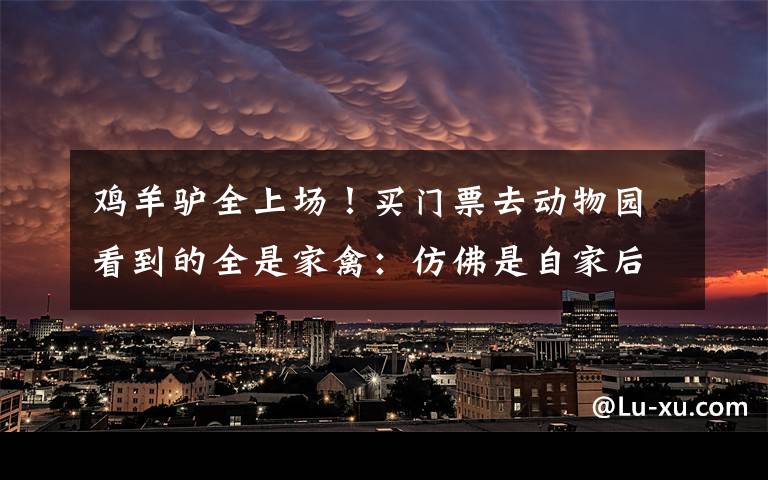 鸡羊驴全上场！买门票去动物园看到的全是家禽：仿佛是自家后院