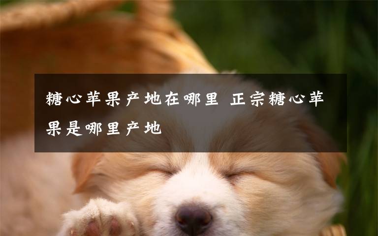 糖心苹果产地在哪里 正宗糖心苹果是哪里产地