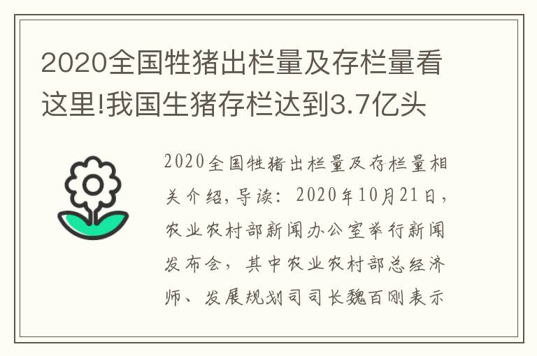 2020全国牲猪出栏量及存栏量看这里!我国生猪存栏达到3.7亿头，猪价全线跌破15元，养猪户要慌了