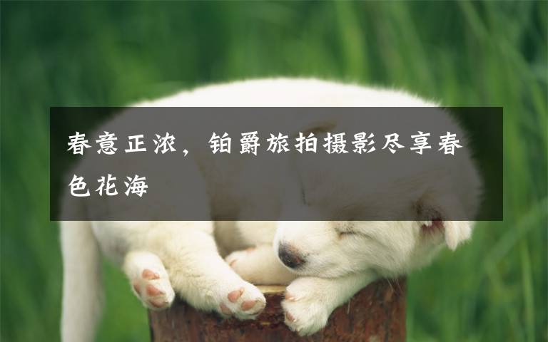 春意正浓，铂爵旅拍摄影尽享春色花海