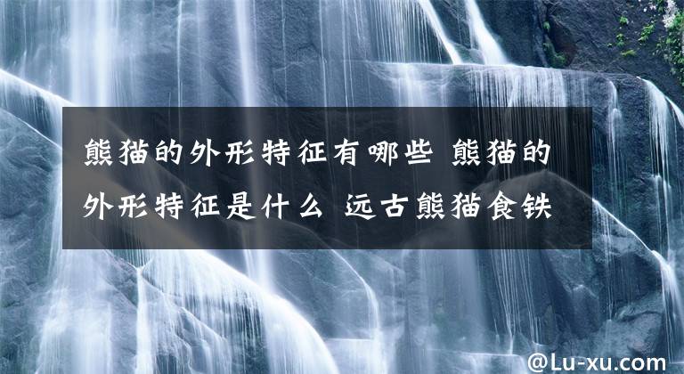 熊猫的外形特征有哪些 熊猫的外形特征是什么 远古熊猫食铁兽图片