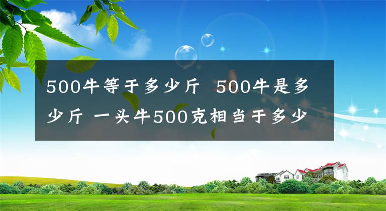 500牛等于多少斤 500牛是多少斤 一头牛500克相当于多少斤