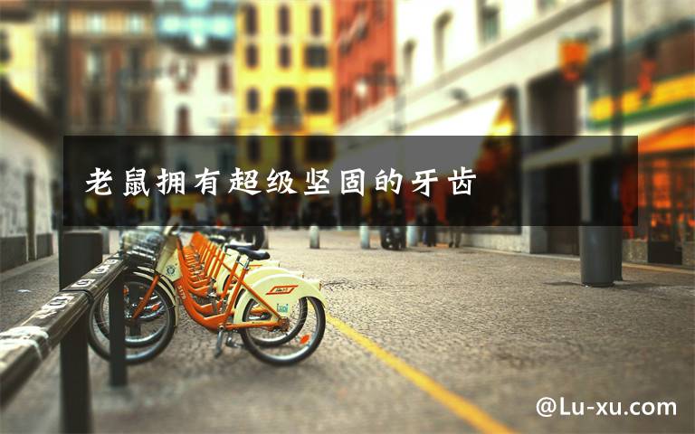 老鼠拥有超级坚固的牙齿