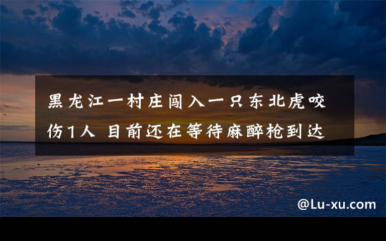 黑龙江一村庄闯入一只东北虎咬伤1人 目前还在等待麻醉枪到达现场 对此大家怎么看？