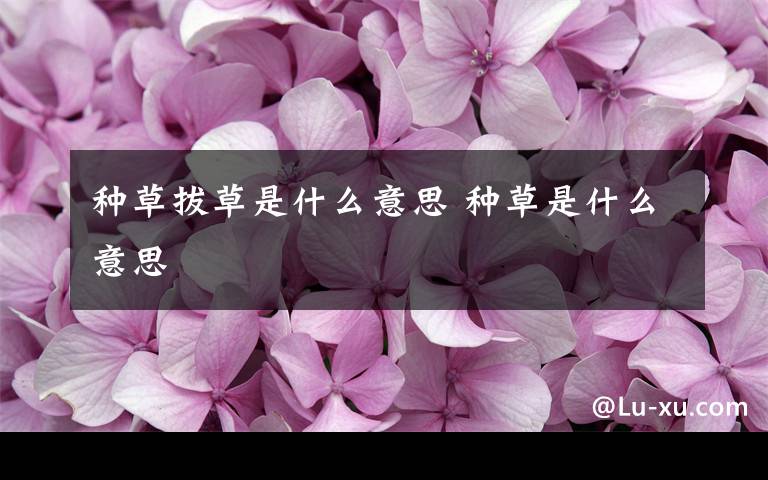 种草拔草是什么意思 种草是什么意思