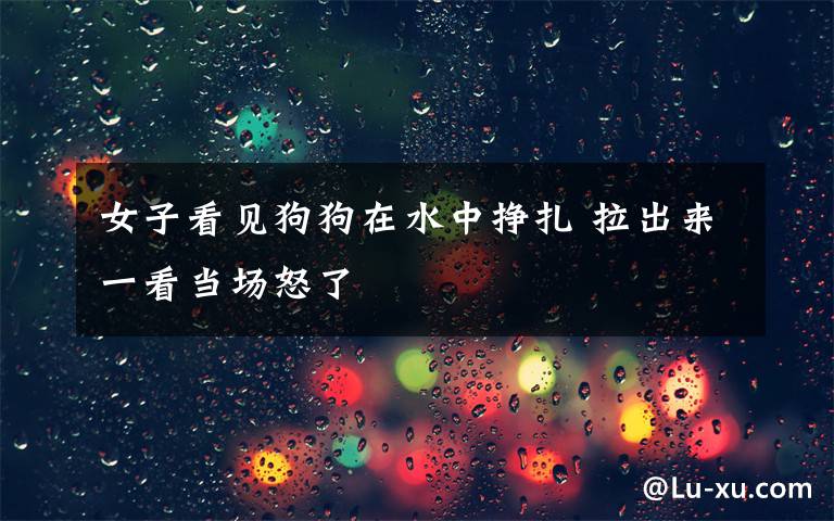 女子看见狗狗在水中挣扎 拉出来一看当场怒了