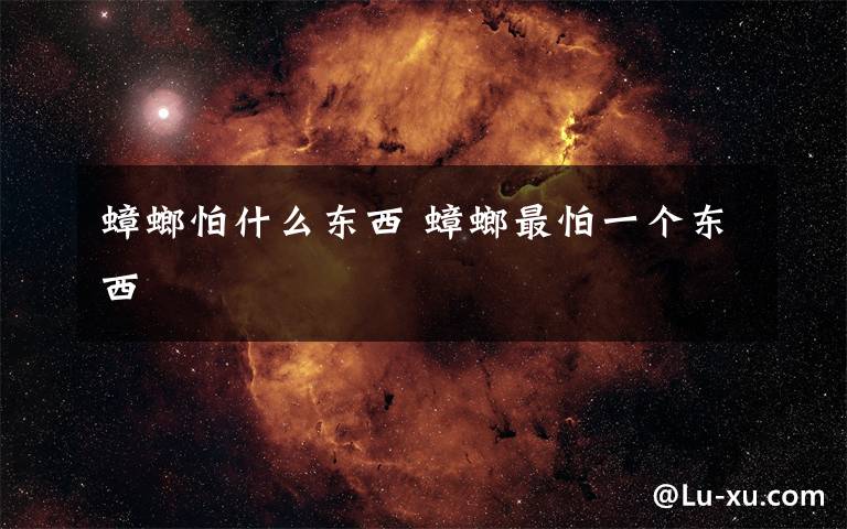 蟑螂怕什么东西 蟑螂最怕一个东西