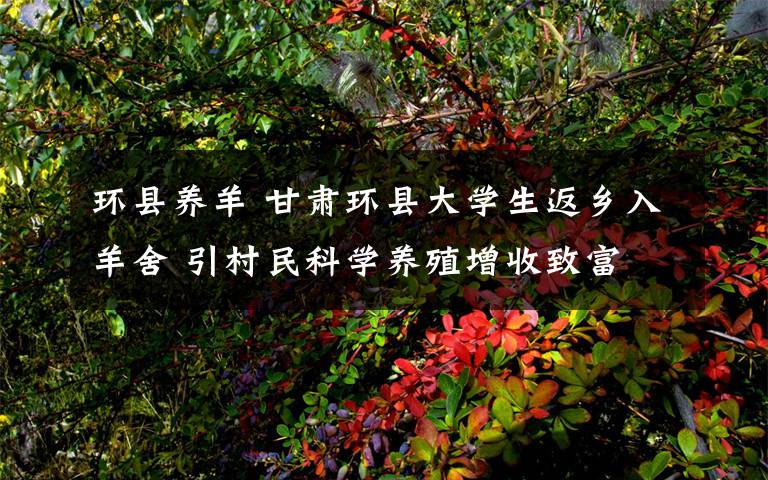 环县养羊 甘肃环县大学生返乡入羊舍 引村民科学养殖增收致富
