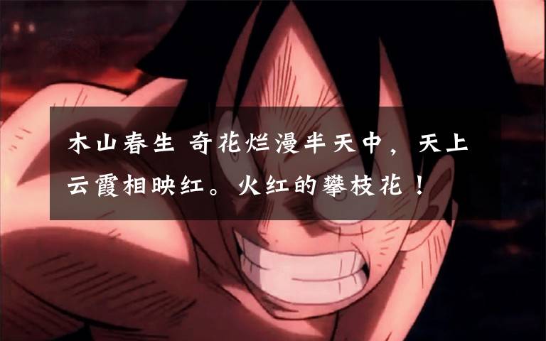 木山春生 奇花烂漫半天中，天上云霞相映红。火红的攀枝花！