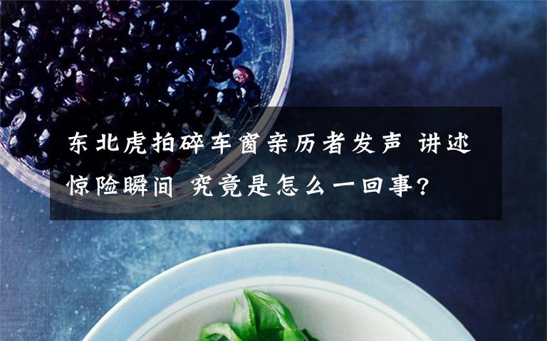 东北虎拍碎车窗亲历者发声 讲述惊险瞬间 究竟是怎么一回事?