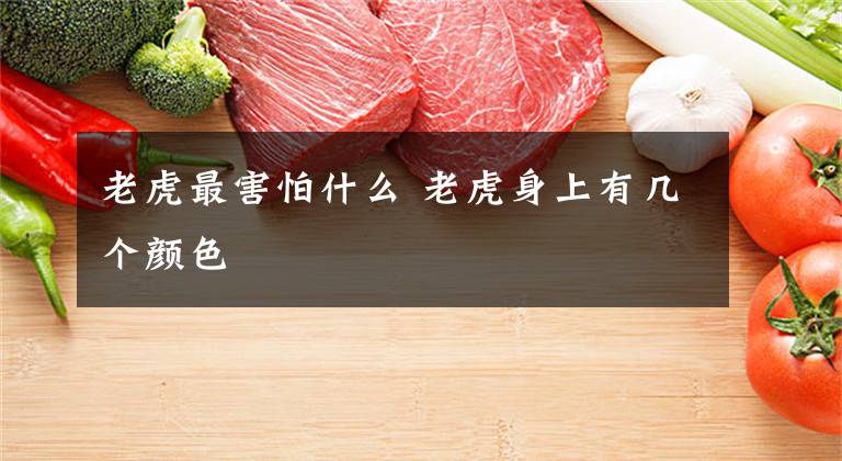 老虎最害怕什么 老虎身上有几个颜色