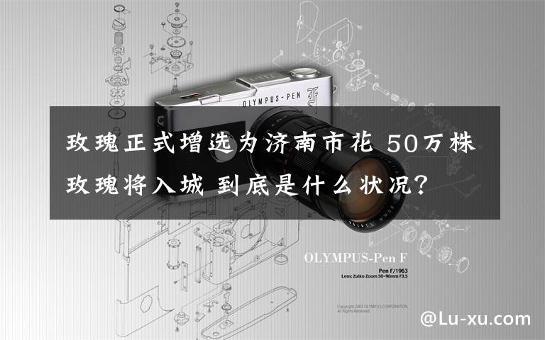 玫瑰正式增选为济南市花 50万株玫瑰将入城 到底是什么状况？