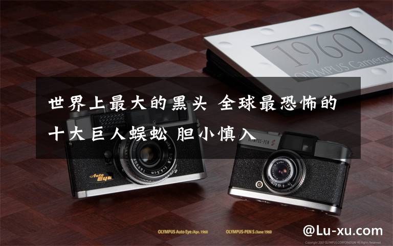 世界上最大的黑头 全球最恐怖的十大巨人蜈蚣 胆小慎入