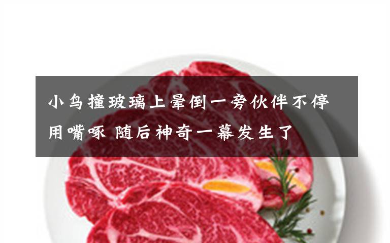 小鸟撞玻璃上晕倒一旁伙伴不停用嘴啄 随后神奇一幕发生了