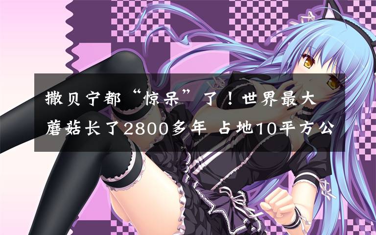 撒贝宁都“惊呆”了！世界最大蘑菇长了2800多年 占地10平方公里