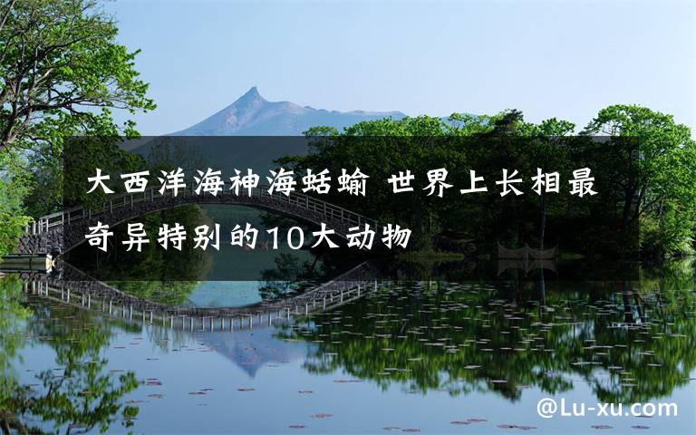 大西洋海神海蛞蝓 世界上长相最奇异特别的10大动物
