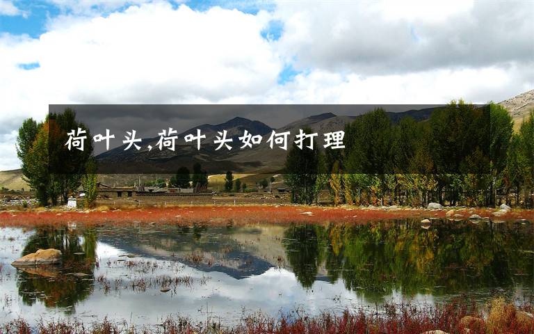 荷叶头,荷叶头如何打理