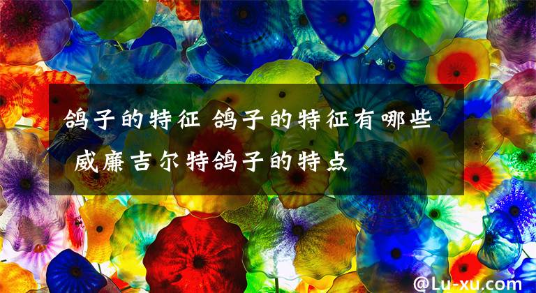 鸽子的特征 鸽子的特征有哪些 威廉吉尔特鸽子的特点