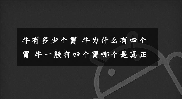 牛有多少个胃 牛为什么有四个胃 牛一般有四个胃哪个是真正的胃