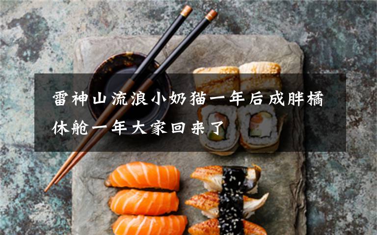 雷神山流浪小奶猫一年后成胖橘 休舱一年大家回来了